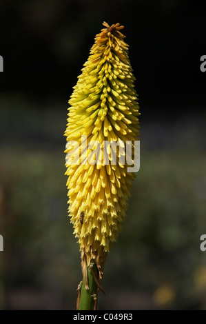 KNIPHOFIA WREXHAM BUTTERCUP Foto Stock