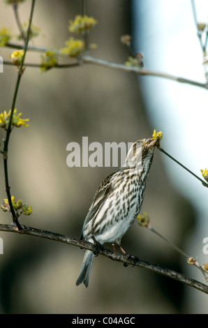 Femmina viola Finch (Carpodacus purpureus) appollaiato sul ramo e mangiare la molla bud da giallo sanguinello tree Foto Stock