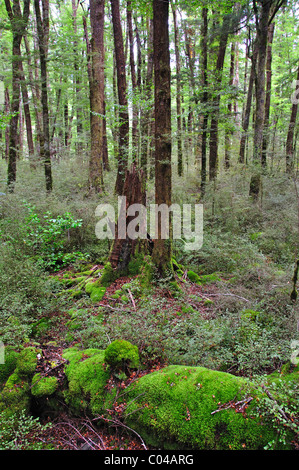 Foresta nativa, il Parco Nazionale di Fiordland Southland, Regione, Isola del Sud, Nuova Zelanda Foto Stock