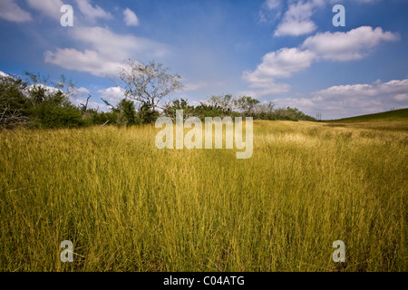 Estero Llano Grande State Park, Weslaco, Texas Foto Stock