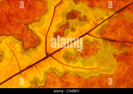 Close-up di foglie di modelli di vena Foto Stock