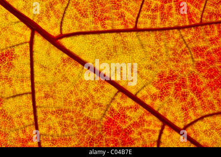 Close-up di foglie di modelli di vena Foto Stock