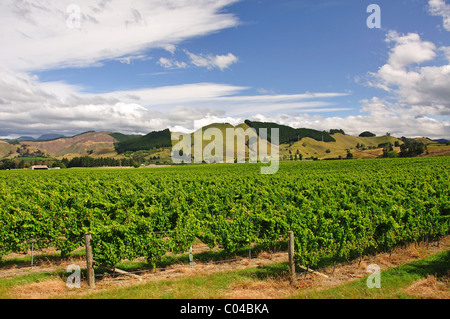 Brightwater vigneto, Brightwater, vicino Nelson, regione Tasmania, Isola del Sud, Nuova Zelanda Foto Stock