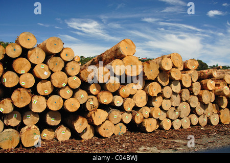 Pile di legname per le esportazioni al Porto di Nelson, Nelson, Nelson Regione, Isola del Sud, Nuova Zelanda Foto Stock