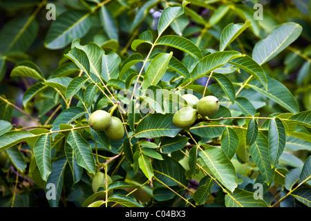 Albero di noce, Nux Gallica, nella regione Périgord e Dordogna, Francia Foto Stock