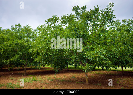 Alberi di noce orchard, Nux Gallica, nella regione Périgord e Dordogna, Francia Foto Stock