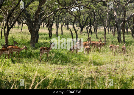 Una mandria di Impala pascolano nella Albert Falls riserva naturale, KwaZulu Natal, Sud Africa. Genere: Aepyceros, specie: A. melamp Foto Stock