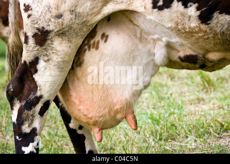 Mammelle di marrone e bianco Francese della Normandia mucca in un prato in Dordogne area della Francia Foto Stock