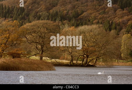 Caduto il parco del piede di Windermere e Swan Foto Stock