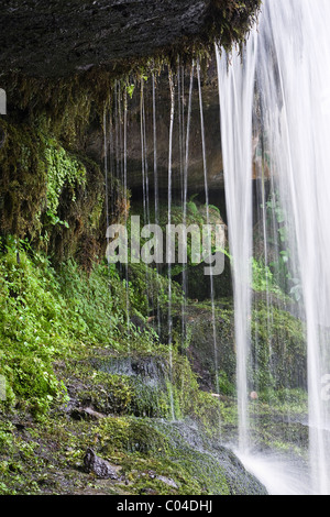 Habitat umido dietro una cascata di Cauldron vigore, West Burton, Wensleydale, North Yorkshire Foto Stock