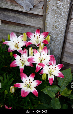 Il Lilium lollipop. Giglio asiatico. Foto Stock