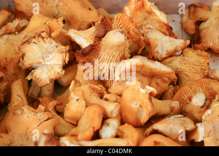 Funghi galletti o gallinacci in stretta fino Foto Stock