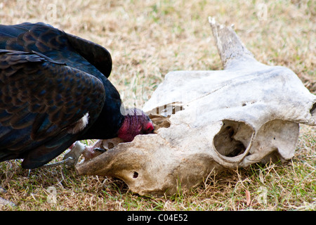 Una Turchia Vulture (Cathartes aura) mangiare cibo da un teschio al Parco Zoologico Woodland a Seattle, WA, Stati Uniti d'America. Foto Stock