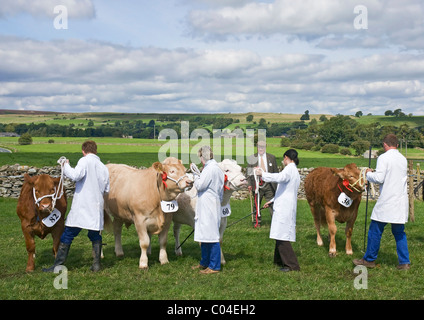 A giudicare i bovini a Wensleydale spettacolo agricolo, Leyburn, North Yorkshire. Foto Stock