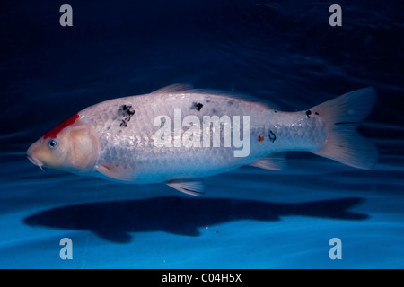 Koi (Giapponese: letteralmente 'carpa di broccato'), sono addomesticati ornamentali varietà della carpa comune (Cyprinus carpio) Foto Stock