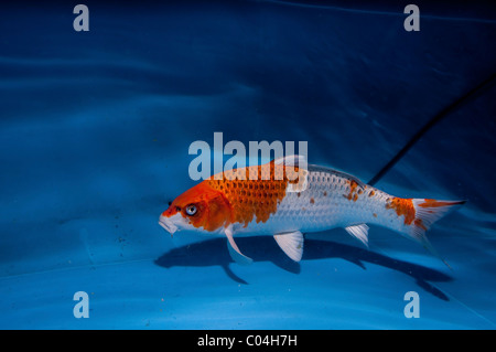 Koi (Giapponese: letteralmente 'carpa di broccato'), sono addomesticati ornamentali varietà della carpa comune (Cyprinus carpio) Foto Stock