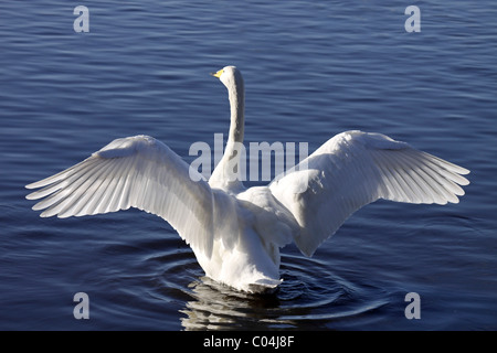 Whooper Swan Cygnus cygnus con ali proteso a Martin mera WWT, LANCASHIRE REGNO UNITO Foto Stock