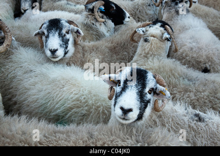 Gregge di pecore Swaledale ammassati in attesa della penna per il trasporto al mercato Foto Stock