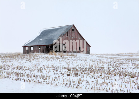 Vecchio rosso weathered fienile nel mezzo del campo circondato da stocchi di mais. Iowa Foto Stock