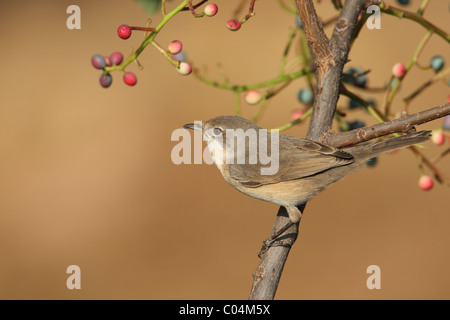 Trillo subalpino (Sylvia cantillans) appollaiato in un albero di trementina (Pistacia terebinthus) Foto Stock