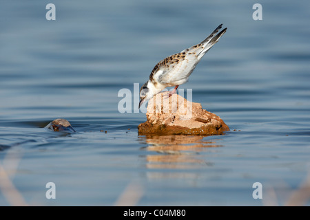 Mignattino piombato (Chlidonias hybridus). Bambino in piedi su una roccia durante la visione di un possibile preda in acqua. Foto Stock