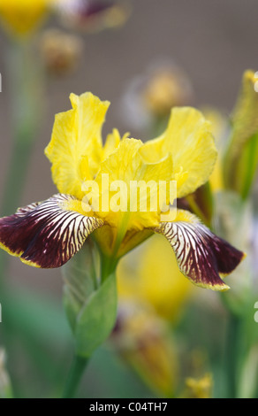 IRIS WELCHS RICOMPENSA Foto Stock