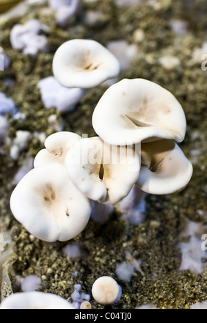 Legno, blewit Lepista nuda, crescono i funghi in una caverna sotterranea a Le saut Aux Loups a Montsoreau, Francia Foto Stock