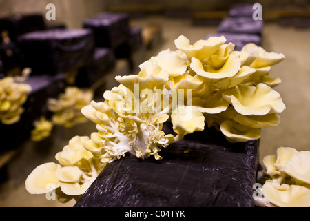 Oyster funghi champignon pleurote, Pleurotus ostreatus, crescere nella grotta troglodita nella Valle della Loira, Francia Foto Stock