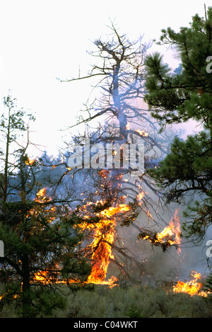 Incendio di foresta e bruciando gli alberi in West Coast Wildfire, BC, British Columbia, Canada Foto Stock