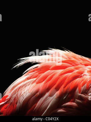 Flamingo su nero Foto Stock