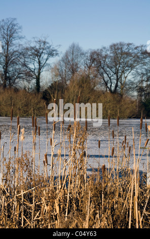 Giunco di palude dal lago ghiacciato inverno Poynton Park cheshire england Foto Stock