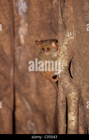 Tarsier spettrale (Tarsius tarsier) Foto Stock