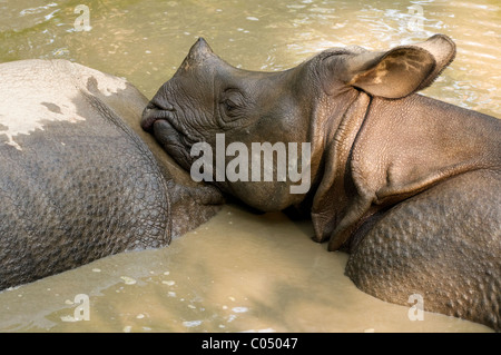 Un bambino di un corno di rinoceronte (Rhinoceros unicornis) poggia sulla sua madre e non si raffredda in Chitwan il parco nazionale, il Nepal Foto Stock