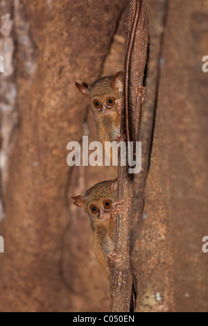 Tarsier spettrale (Tarsius tarsier) Foto Stock