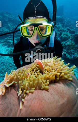 Scuba Diver esaminando una rosa (Anemonefish Amphiprion perideraion) peaking dalla sua anemone su un tropical Coral reef Foto Stock