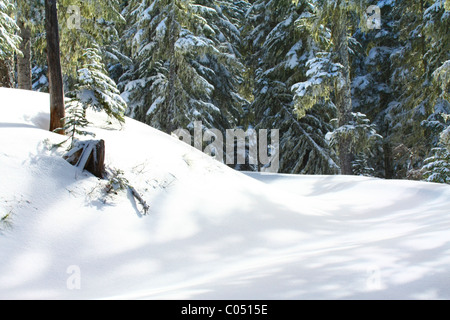 Neve fresca sugli alberi e la massa in una foresta di conifere che coprono una piccola collina e una strada. Foto Stock