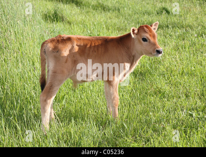 È un piccolo grazioso calf in piedi da solo in pascolo verde Foto Stock