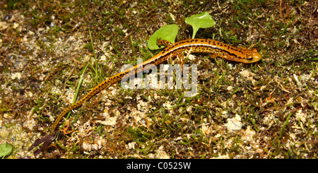 Long-tailed Salamander (Eurycea longicauda) Foto Stock