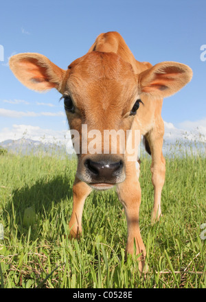 Poco vitello marrone ampio angolo di close-up Foto Stock