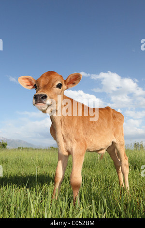 Giovane vacca jersey in piedi nel prato erboso Foto Stock