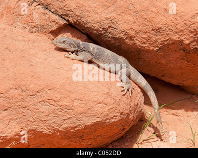 Un comune Chuckwalla (Sauromalus ater), sia una donna o un bambino, nella Valle del Fuoco del parco statale, Nevada Foto Stock