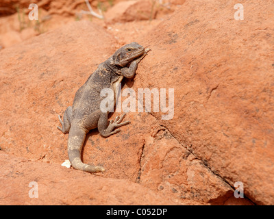 Un comune Chuckwalla (Sauromalus ater), sia una donna o un bambino, in Nevada della Valle di Fire State Park. Foto Stock