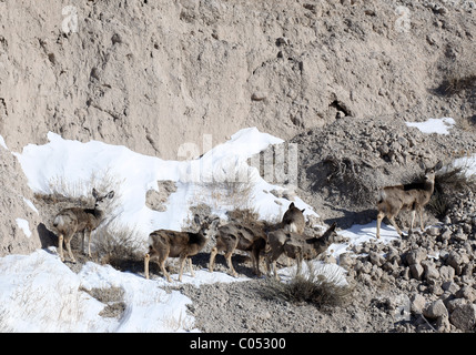 Deer foraggio su le strane formazioni di terra del Parco nazionale Badlands, Dakota del Sud, Stati Uniti d'America. Foto Stock