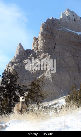 Deer foraggio su le strane formazioni di terra del Parco nazionale Badlands, Dakota del Sud, Stati Uniti d'America. Foto Stock