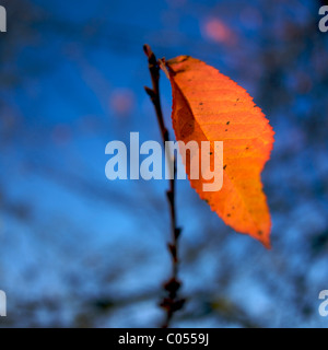 Foglia arancione brillante in contrasto con sfondo blu durante la stagione autunnale in un ambiente naturale Foto Stock