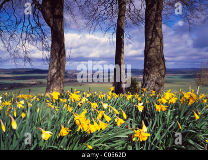 Giunchiglie crescente tra un intrico di faggi su Summerslade giù, vicino a Brixton Deverill nel Wiltshire, Inghilterra. Foto Stock