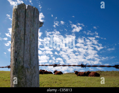 Mandria di mucche giacenti. Auvergne. La Francia. Foto Stock