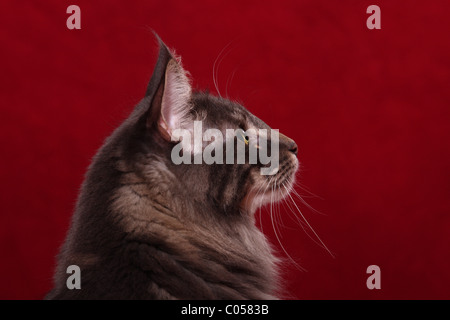 Norwegian forestcat Foto Stock