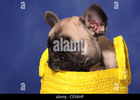 Bulldog francese cucciolo nel sacco Foto Stock