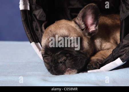 Bulldog francese cucciolo Foto Stock